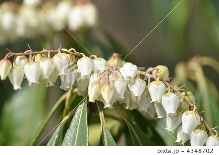 アセビの花 白 アセビの花 白 4348702