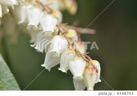 アセビの花　白 4348703