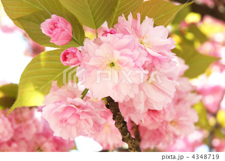 八重桜 関山 八重桜 関山 4348719