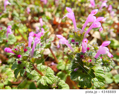 ホトケノザ（仏の座） 4348889