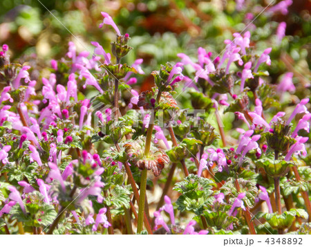 ホトケノザ（仏の座） 4348892