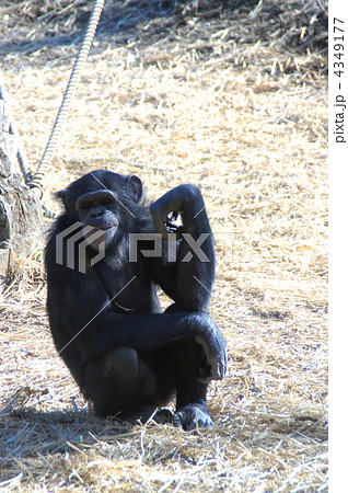チンパンジー 4349177