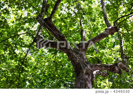 Maple 4349330