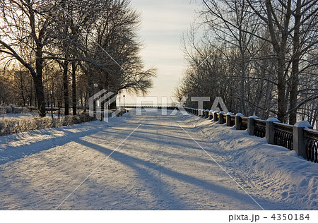 Winter trees 4350184
