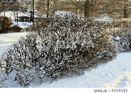 Winter trees Winter trees 4350185