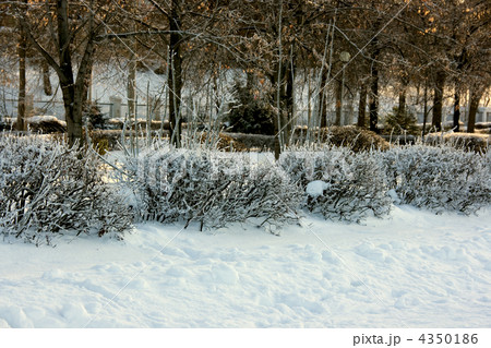 Winter trees Winter trees 4350186