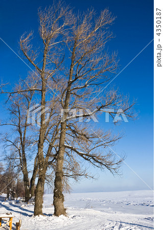 Winter trees 4350187