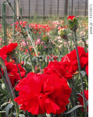 カーネーション畑 4350871