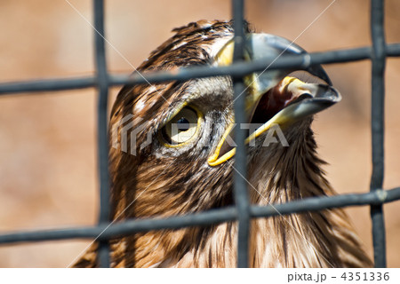 Close up eagle inside cage. Shallow depth of field Close up eagle inside cage. Shallow depth of field 4351336