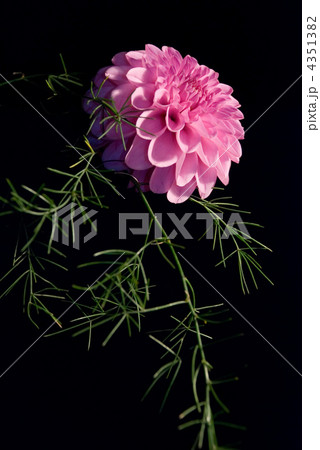 golden-daisy over black background golden-daisy over black background 4351382