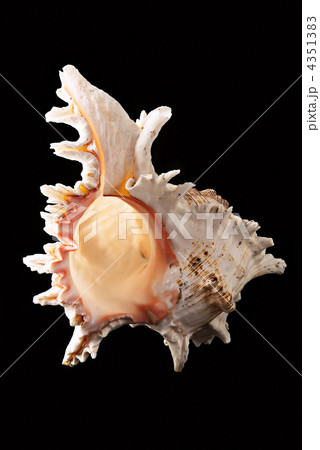 sea shell over black background sea shell over black background 4351383