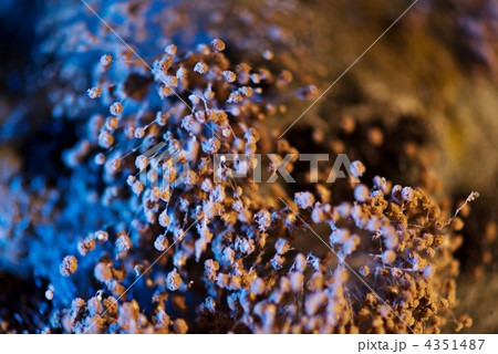 Extreme close up of mildew at bread over texture strengthening s 4351487