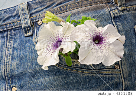 Jeans pocket and garden flower 4351508