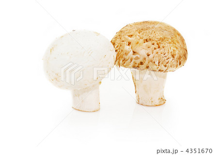Champignon mushrooms on white background 4351670