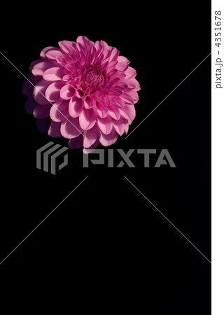 golden-daisy over black background golden-daisy over black background 4351678
