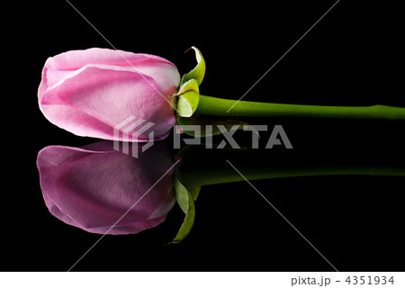 Single pink rose on black surface with reflection 4351934