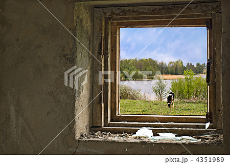 Countryside with cow on meadow nere the river. View through brok 4351989