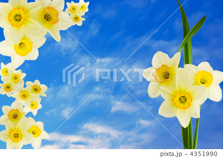 floral narcissus background over blue sky 4351990