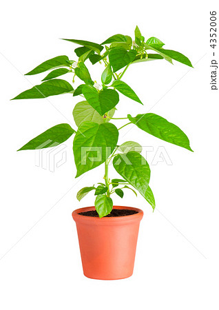 Chili pepper plant with white flowers growing in ceramic pot Chili pepper plant with white flowers growing in ceramic pot 4352006
