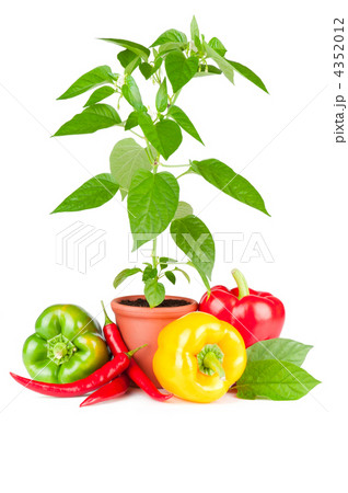 Pepper plant with white flowers growing in ceramic pot, sweet pa Pepper plant with white flowers growing in ceramic pot, sweet pa 4352012