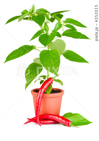 Chili pepper plant with white flowers growing in ceramic pot and 4352015