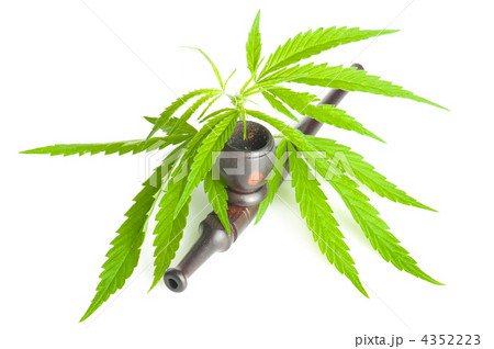Drug cannabis. Marijuana leaf and smoking pipe isolated on white Drug cannabis. Marijuana leaf and smoking pipe isolated on white 4352223