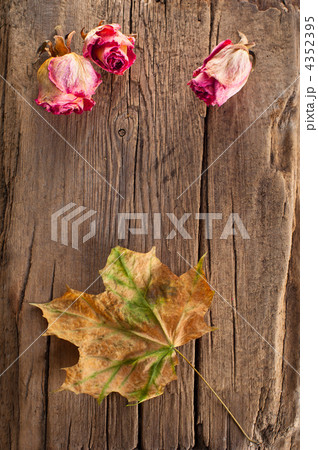 Dry roses and maple leaf on old wooden background with copy spac 4352395