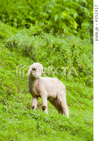 Baby sheep in a pasture of green grass 4352417