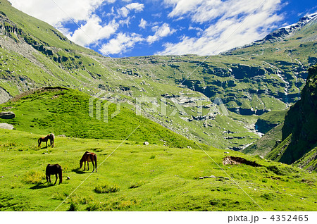 Wild horses on meadow in Himalaya mountains 4352465