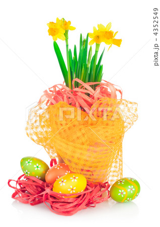 Easter eggs and spring yellow narcissus (daffodil) in flower pot 4352549