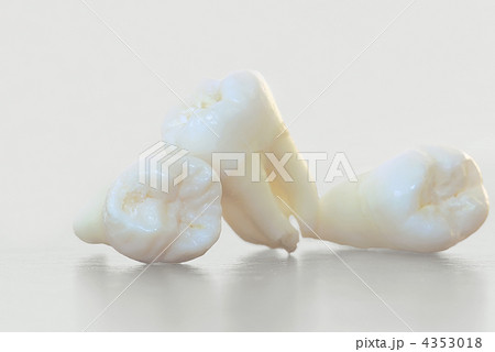 Real Human Wisdom teeth Real Human Wisdom teeth 4353018