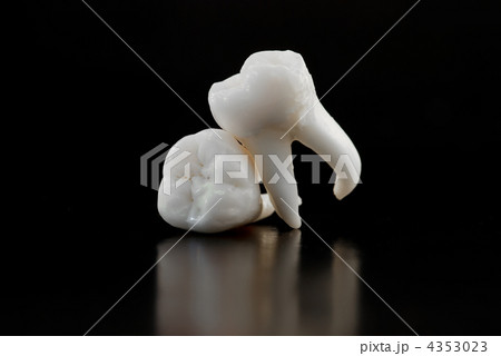 Real Human Wisdom teeth Real Human Wisdom teeth 4353023