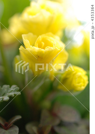 プリムラ 4353364