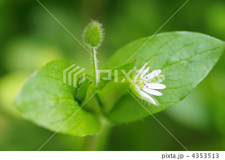 早春のハコベの花(クローズアップ) 早春のハコベの花(クローズアップ) 4353513