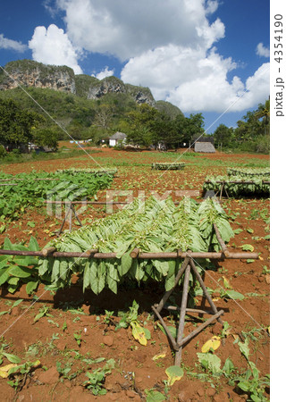 tobacco tobacco 4354190