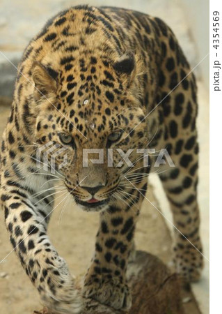 ヒョウ ヒョウ 4354569