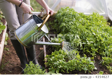 Gardening Gardening 4354627