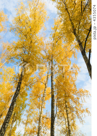 Birch with yellow leaves Birch with yellow leaves 4355074