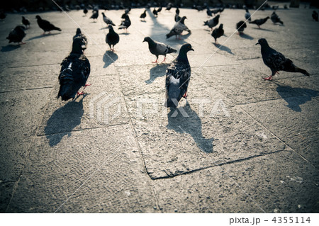Pigeons in a city Pigeons in a city 4355114