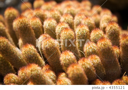 Small cactus close-up 4355121