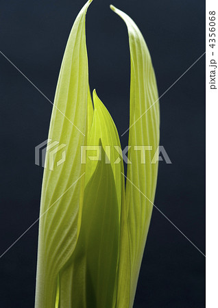4356068