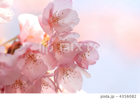 蜂須賀桜 4356082