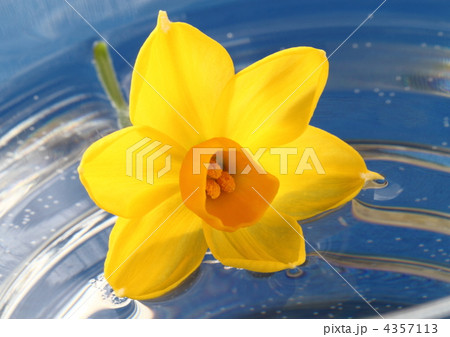 水仙のグランドソレドール 水仙のグランドソレドール 4357113