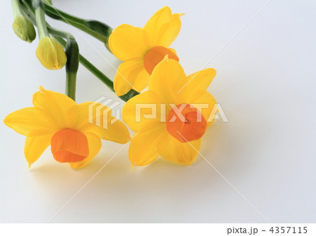 水仙のグランドソレドール 4357115