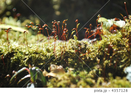 シダの花 シダの花 4357128