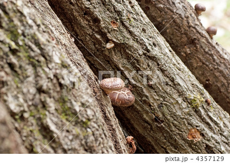 原木しいたけを育てる 原木しいたけを育てる 4357129