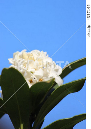 沈丁花 沈丁花 4357146