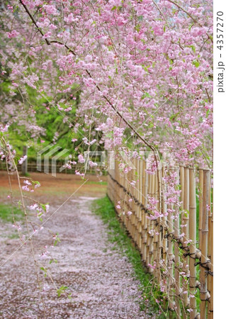 しだれ桜 しだれ桜 4357270