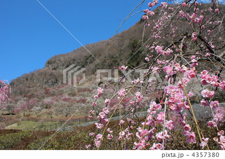 湯河原梅林 4357380