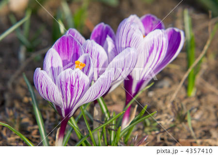 クロッカスのUP 4357410